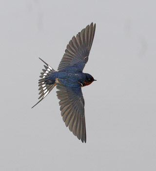 Barn Swallow (Hirundo rustica) photo