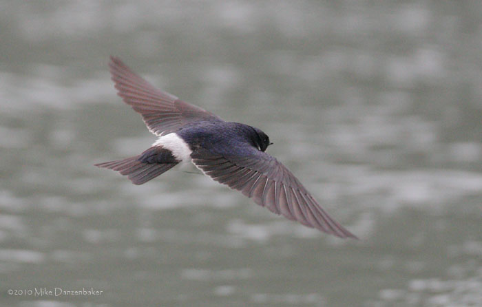 Chilean Swallow (Tachycineta leucopyga) photo