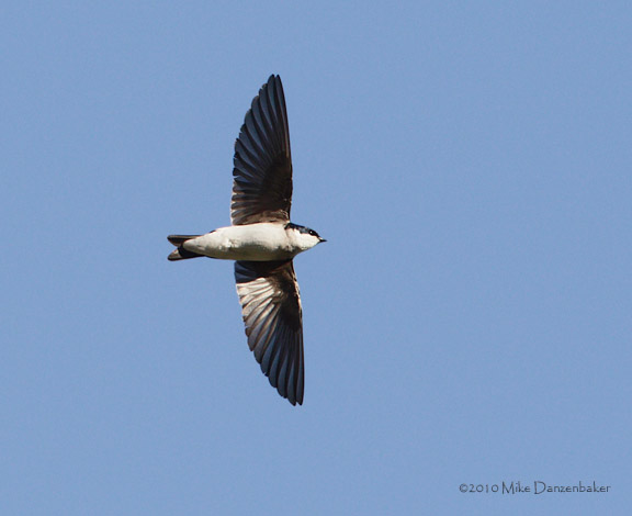Chilean Swallow (Tachycineta leucopyga) photo