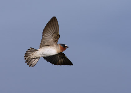 Cliff Swallow (Petrochelidon pyrrhonota) photo