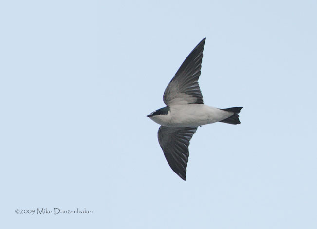 Mangrove Swallow (Tachycineta albilinea) photo