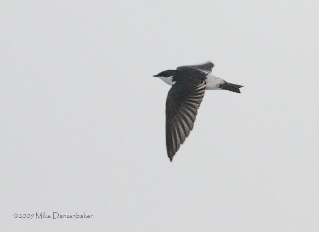 Mangrove Swallow (Tachycineta albilinea) photo