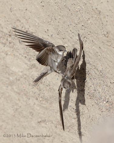Pale Martin (Riparia diluta) photo