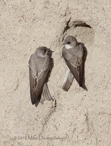 Pale Martin (Riparia diluta) photo