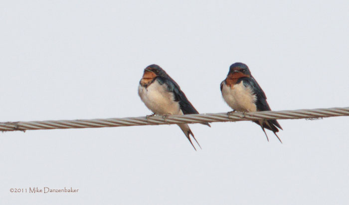 Red-chested Swallow (Hirundo lucida) photo