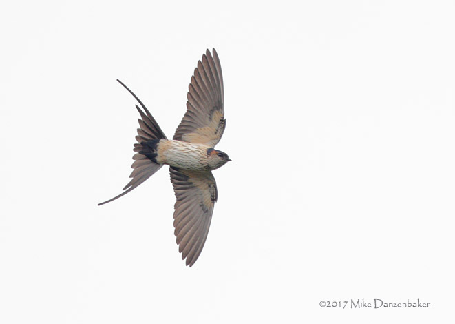 Red-rumped Swallow (Cecropis daurica) photo