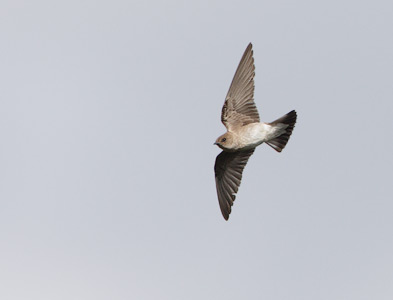 Northern Rough-winged Swallow (Stelgidopteryx serripennis) photo