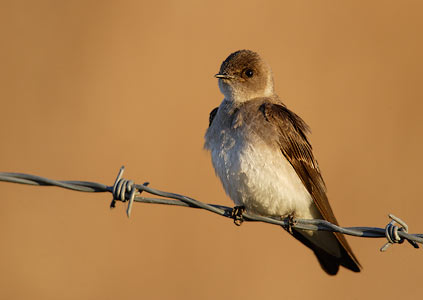 Northern Rough-winged Swallow (Stelgidopteryx serripennis) photo