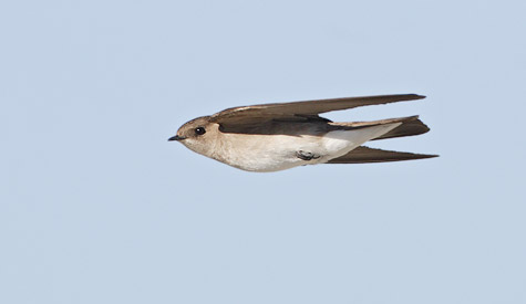 Northern Rough-winged Swallow (Stelgidopteryx serripennis) photo