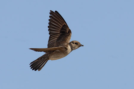 Northern Rough-winged Swallow (Stelgidopteryx serripennis) photo