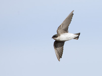 Tree Swallow (Tachycineta bicolor) photo