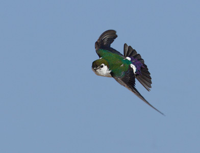 Violet-green Swallow (Tachycineta thalassina) photo