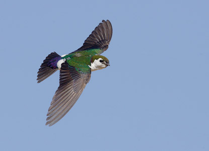 Violet-green Swallow (Tachycineta thalassina) photo