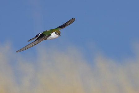 Violet-green Swallow (Tachycineta thalassina) photo