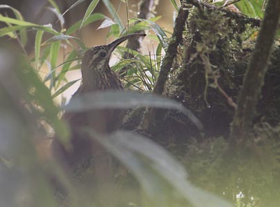 Greater Scythebill (Drymotoxeres pucheranii) photo image