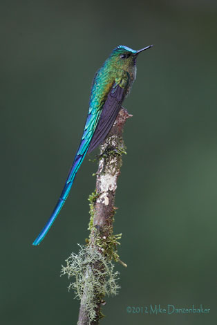 Long-tailed Sylph (Aglaiocercus kingii) photo