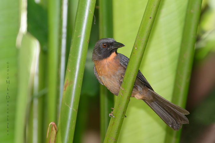 Black-cheeked Ant-Tanager (Habia atrimaxillaris) photo