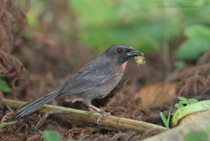 Black-cheeked Ant-Tanager (Habia atrimaxillaris) photo