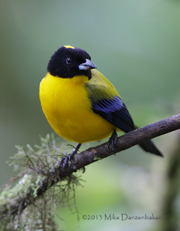 Black-chinned Mountain Tanager (Anisognathus notabilis) photo