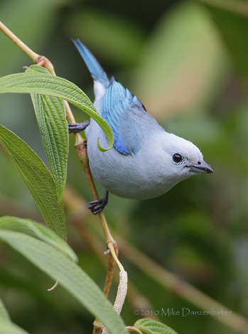 Blue-gray Tanager (Thraupis episcopus) photo