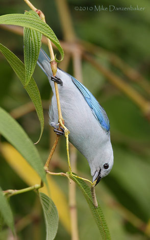 Blue-gray Tanager (Thraupis episcopus) photo