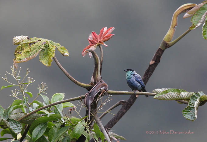 Black-capped Tanager (Tangara heinei) photo