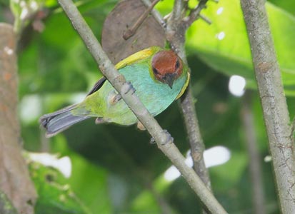 Bay-headed Tanager (Tangara gyrola) photo