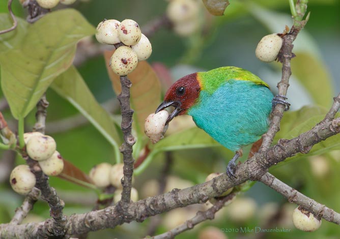 Bay-headed Tanager (Tangara gyrola) photo