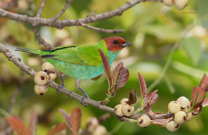 Bay-headed Tanager (Tangara gyrola) photo