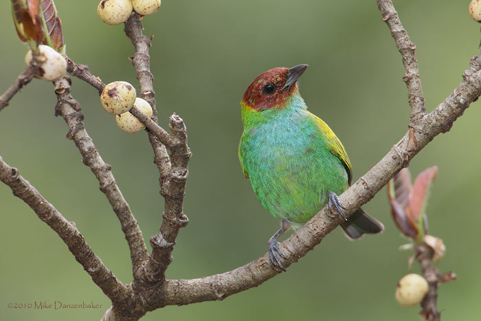 Bay-headed Tanager (Tangara gyrola) photo