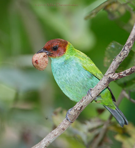 Bay-headed Tanager (Tangara gyrola) photo