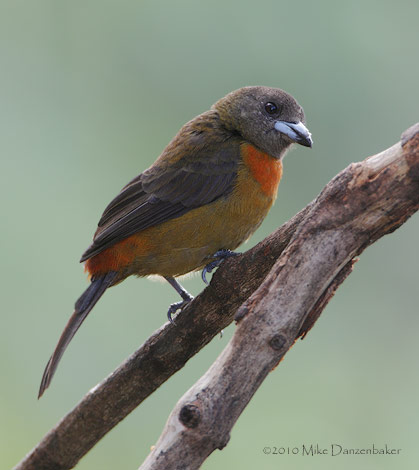 Cherrie's Tanager (Ramphocelus costaricensis) photo