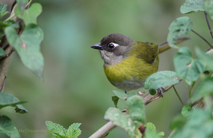 Common Bush-Tanager (Chlorospingus ophthalmicus) photo
