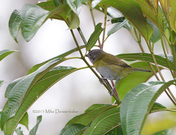 Common Bush-Tanager (Chlorospingus ophthalmicus) photo
