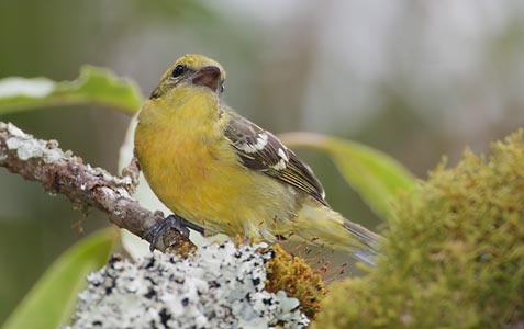 Flame-colored Tanager (Piranga bidentata) photo