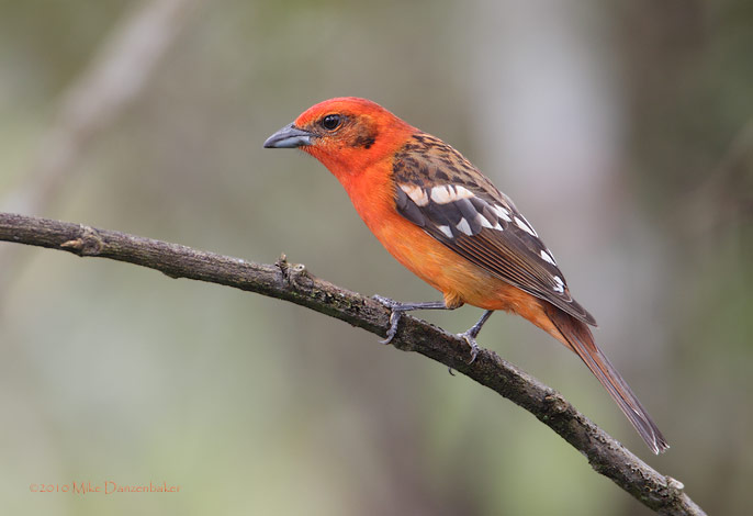 Flame-colored Tanager (Piranga bidentata) photo