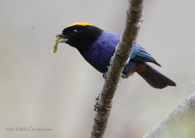 Golden-crowned Tanager (Iridosornis rufivertex) photo