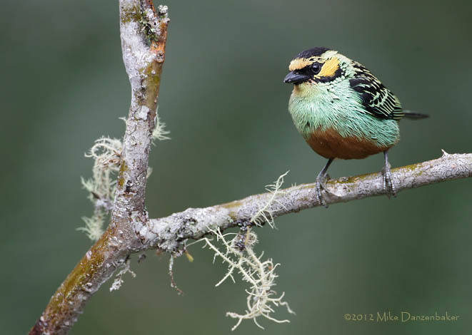 Golden-eared Tanager (Tangara chrysotis) photo