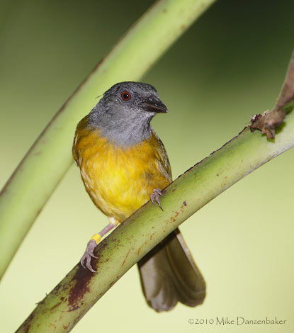 Gray-headed Tanager (Eucometis penicillata) photo