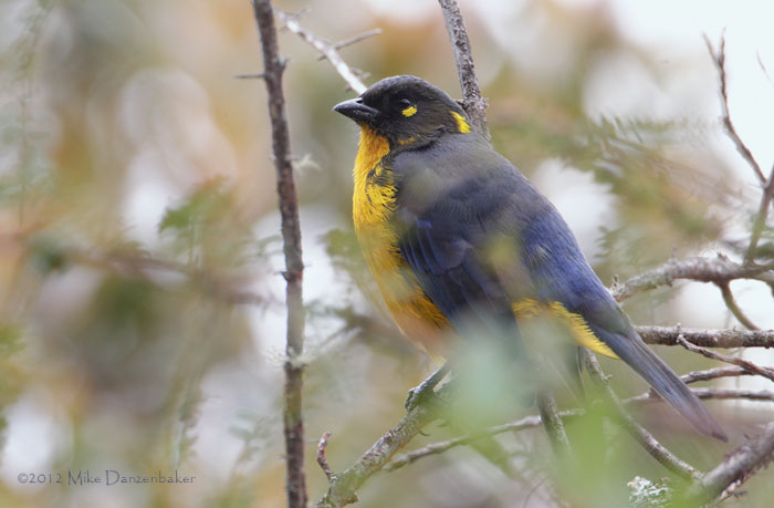 Lacrimose Mountain Tanager (Anisognathus lacrymosus) photo