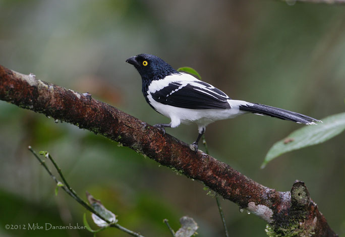 Magpie Tanager (Cissopis leverianus) photo