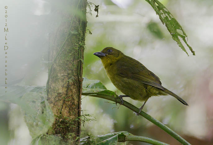 Carmiol's Tanager (Chlorothraupis carmioli) photo