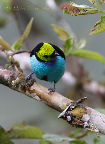 Paradise Tanager (Tangara chilensis) photo