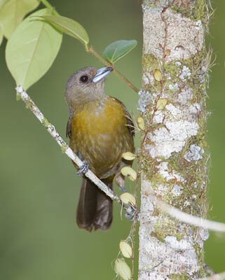 Passerini's Tanager (Ramphocelus passerinii) photo