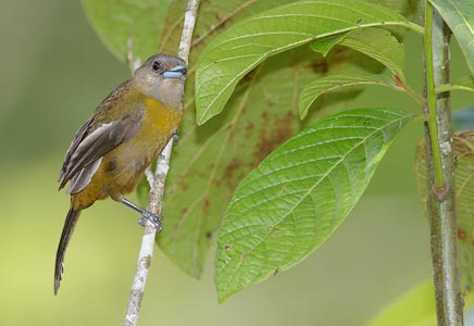 Passerini's Tanager (Ramphocelus passerinii) photo