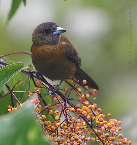 Passerini's Tanager (Ramphocelus passerinii) photo