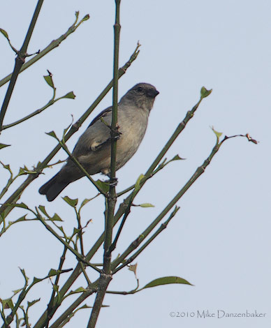 Plain-colored Tanager (Tangara inornata) photo