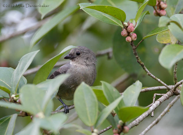 Plain-colored Tanager (Tangara inornata) photo