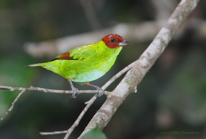 Rufous-winged Tanager (Tangara lavinia) photo