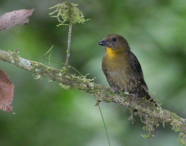 Red-throated Ant-Tanager (Habia fuscicauda) photo